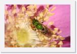 green bee on rose1